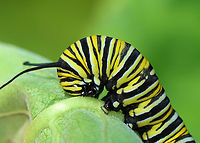 Monarch Larva - Danaus plexippus Cute feet!<br />
<br />
Habitat: Found on milkweed; roadside meadow<br />
https://www.jungledragon.com/image/138147/monarch_larva_-_danaus_plexippus.html Danaus plexippus,Geotagged,Monarch butterfly,Summer,United States,caterpillar,danaus,larva,monarch