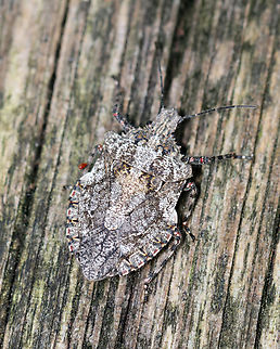 Stink Bug - Brochymena arborea Habitat: Mixed forest Brochymena,Brochymena arborea,Geotagged,Pentatomidae,Summer,United States,bug,stink bug