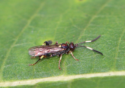 Ichneumonid Wasp - Cratichneumon paratus Habitat: Mixed forest Cratichneumon,Cratichneumon paratus,Geotagged,Summer,United States,ichneumonidae,parasitic wasp,wasp