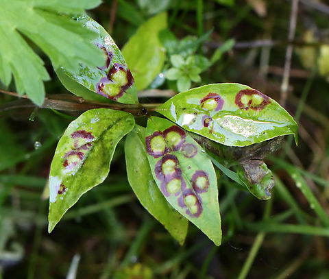 Midge Galls - Parallelodiplosis subtruncata Habitat: Dogwood (Cornus sp.) leaves Cecidomyiidae,Geotagged,Parallelodiplosis,Parallelodiplosis subtruncata,Summer,United States,gall,galls
