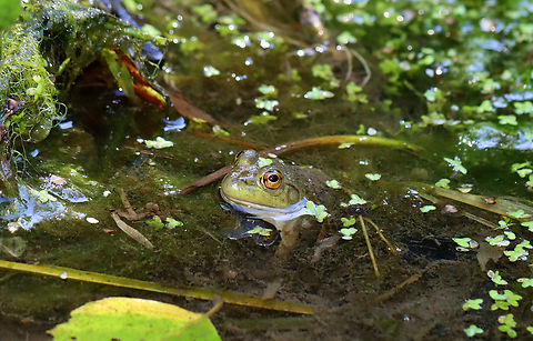 Bullfrog - Lithobates catesbeianus Habitat: Swamp American Bullfrog,Geotagged,Lithobates catesbeianus,Summer,United States,frog,lithobates