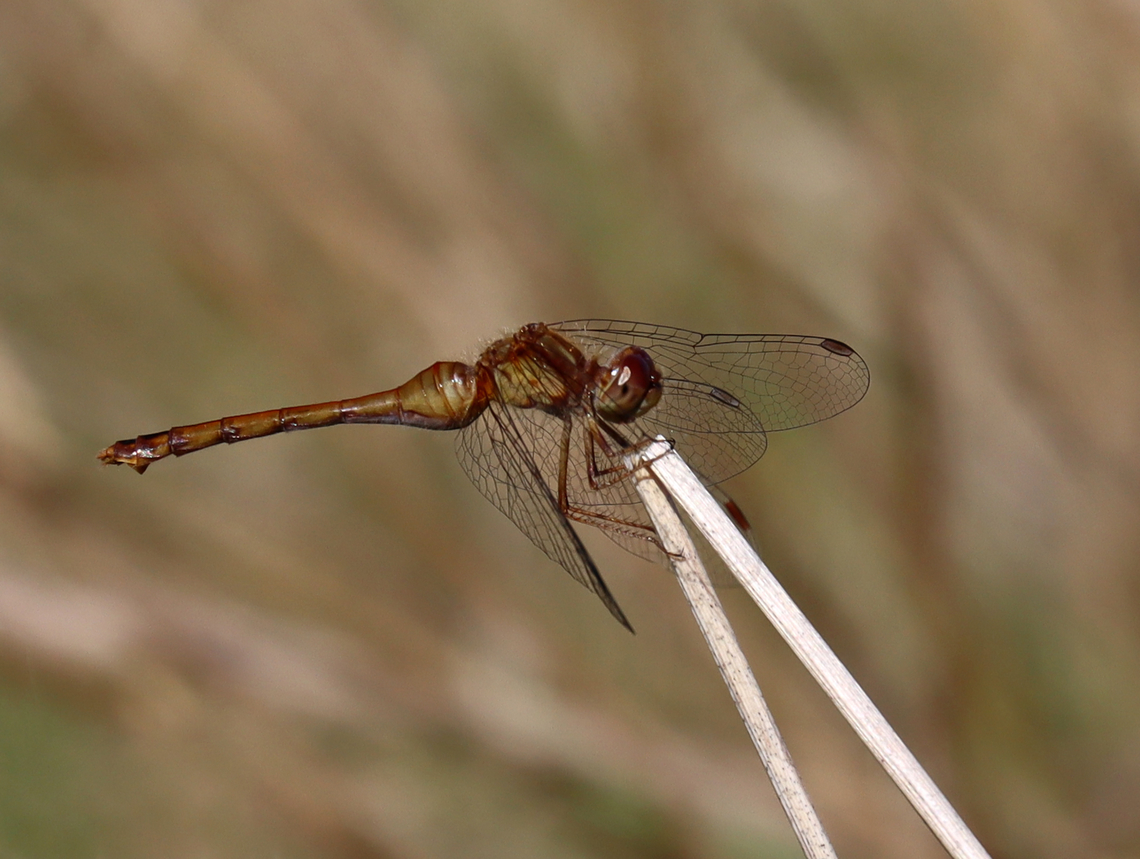 Yellow-legged Meadowhawk - Sympetrum vicinum Habitat: Meadow<br />
<figure class="photo"><a href="https://www.jungledragon.com/image/138201/yellow-legged_meadowhawk_-_sympetrum_vicinum.html" title="Yellow-legged Meadowhawk - Sympetrum vicinum"><img src="https://s3.amazonaws.com/media.jungledragon.com/images/3232/138201_thumb.jpg?AWSAccessKeyId=05GMT0V3GWVNE7GGM1R2&Expires=1767225610&Signature=SVxaC4pSrVewGY7mdVjYv7NxCXg%3D" width="200" height="148" alt="Yellow-legged Meadowhawk - Sympetrum vicinum A very brown photo full of brown grass and a brown dragonfly.<br />
<br />
Habitat: Meadow<br />
https://www.jungledragon.com/image/138200/yellow-legged_meadowhawk_-_sympetrum_vicinum.html Geotagged,Summer,Sympetrum,Sympetrum vicinum,United States,Yellow-legged meadowhawk,dragonfly,meadowhawk,odonata" /></a></figure> Geotagged,Summer,Sympetrum vicinum,United States,Yellow-legged meadowhawk
