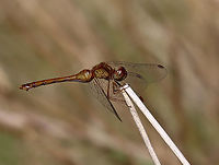 Yellow-legged Meadowhawk - Sympetrum vicinum Habitat: Meadow<br />
https://www.jungledragon.com/image/138201/yellow-legged_meadowhawk_-_sympetrum_vicinum.html Geotagged,Summer,Sympetrum vicinum,United States,Yellow-legged meadowhawk