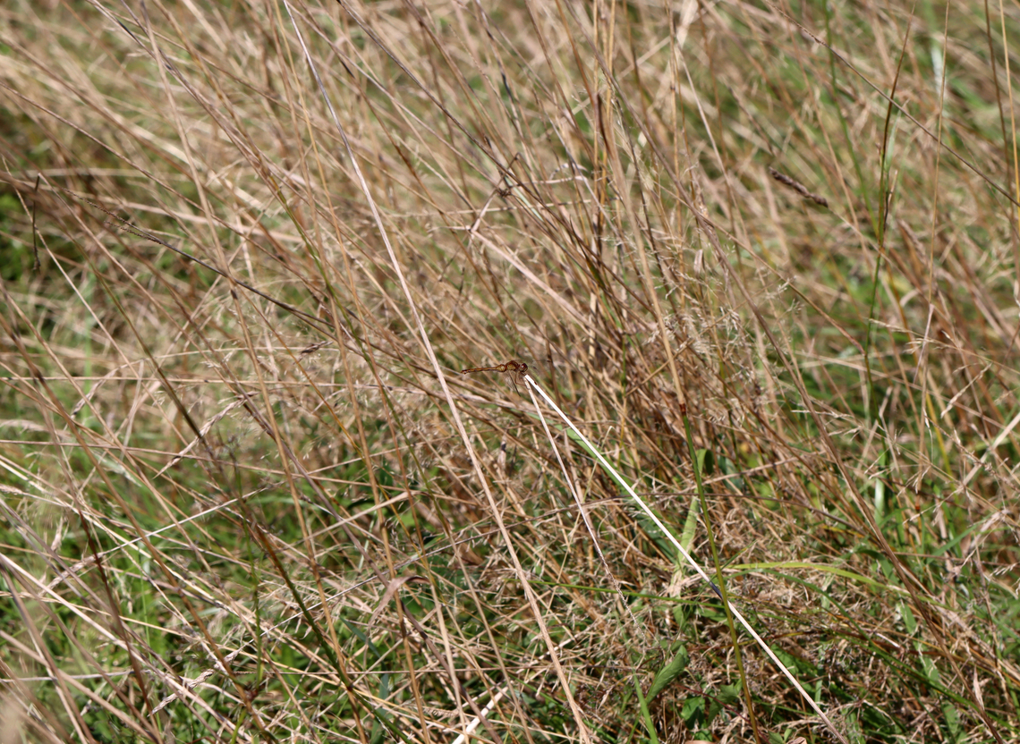 Yellow-legged Meadowhawk - Sympetrum vicinum A very brown photo full of brown grass and a brown dragonfly.<br />
<br />
Habitat: Meadow<br />
<figure class="photo"><a href="https://www.jungledragon.com/image/138200/yellow-legged_meadowhawk_-_sympetrum_vicinum.html" title="Yellow-legged Meadowhawk - Sympetrum vicinum"><img src="https://s3.amazonaws.com/media.jungledragon.com/images/3232/138200_thumb.jpg?AWSAccessKeyId=05GMT0V3GWVNE7GGM1R2&Expires=1767225610&Signature=SpaPC25qFEXKX8zgByqEcvpP5Cc%3D" width="200" height="152" alt="Yellow-legged Meadowhawk - Sympetrum vicinum Habitat: Meadow<br />
https://www.jungledragon.com/image/138201/yellow-legged_meadowhawk_-_sympetrum_vicinum.html Geotagged,Summer,Sympetrum vicinum,United States,Yellow-legged meadowhawk" /></a></figure> Geotagged,Summer,Sympetrum,Sympetrum vicinum,United States,Yellow-legged meadowhawk,dragonfly,meadowhawk,odonata