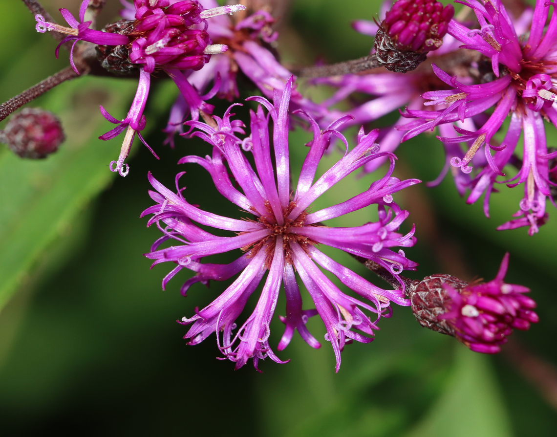 Ironweed - Vernonia gigantea Habitat: Meadow's edge Geotagged,Giant ironweed,Summer,United States,Vernonia,Vernonia gigantea,ironweed