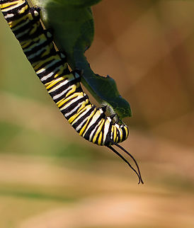 Monarch Caterpillar - Danaus plexippus *As of today, the monarch is now listed as an endangered species by the IUCN. It is quite vulnerable to extinction on the west coast as native populations have shrunk up to 72% in the past decade:

https://www.iucn.org/press-release/202207/migratory-monarch-butterfly-now-endangered-iucn-red-list

Habitat: On milkweed in a meadow Danaus,Danaus plexippus,Geotagged,Monarch butterfly,Summer,United States,caterpillar,larva,monarch