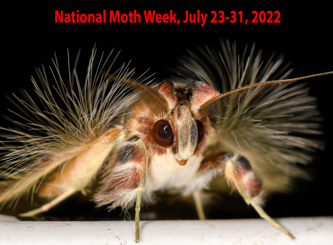 NATIONAL MOTH WEEK 2022 -- July 23-31, 2022 NATIONAL MOTH WEEK 2022 is nearly here!!  From July 23-31, 2022, everyone is encouraged to get outside to observe and photograph moths! This is a WORLDWIDE event!<br />
<br />
We will be compiling a list of all moths shared on JungleDragon&rsquo;s website during Moth Week, so please share your photos and tag them: moth week 2022<br />
<br />
The National Moth Week website has ideas on how to attract moths, such as turning on an outside lights and lamps, putting up a sheet that&rsquo;s illuminated by a light, smearing ferment on trees, etc.: <a href="https://nationalmothweek.org/finding-moths-2/" rel="nofollow">https://nationalmothweek.org/finding-moths-2/</a><br />
<br />
If anyone has any questions, please comment below! Mark your calendars and get your lights ready to shine! <br />
<br />
Photo credit: Sosxetra grata by Ferdy Christant, Colombia: <figure class="photo"><a href="https://www.jungledragon.com/image/70594/walkers_moth_-_front_la_isla_escondida_colombia.html" title="Walker&#039;s moth - front, La Isla Escondida, Colombia"><img src="https://s3.amazonaws.com/media.jungledragon.com/images/2/70594_thumb.jpg?AWSAccessKeyId=05GMT0V3GWVNE7GGM1R2&Expires=1759968010&Signature=C%2FD07IhhMdOTO8NJ3TMZT1S0nvk%3D" width="200" height="142" alt="Walker&#039;s moth - front, La Isla Escondida, Colombia  Colombia,Colombia 2018,Colombia South,Fall,Geotagged,La Isla Escondida,Putumayo,Sosxetra grata,South America,Walker&#039;s moth,World" /></a></figure> Moth,National Moth Week 2022,National moth week,moth week,moth week 2022