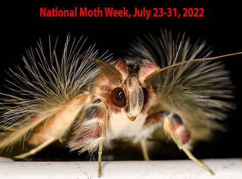 NATIONAL MOTH WEEK 2022 -- July 23-31, 2022 NATIONAL MOTH WEEK 2022 is nearly here!!  From July 23-31, 2022, everyone is encouraged to get outside to observe and photograph moths! This is a WORLDWIDE event!

We will be compiling a list of all moths shared on JungleDragon’s website during Moth Week, so please share your photos and tag them: moth week 2022

The National Moth Week website has ideas on how to attract moths, such as turning on an outside lights and lamps, putting up a sheet that’s illuminated by a light, smearing ferment on trees, etc.: https://nationalmothweek.org/finding-moths-2/

If anyone has any questions, please comment below! Mark your calendars and get your lights ready to shine! 

Photo credit: Sosxetra grata by Ferdy Christant, Colombia: https://www.jungledragon.com/image/70594/walkers_moth_-_front_la_isla_escondida_colombia.html Moth,National Moth Week 2022,National moth week,moth week,moth week 2022