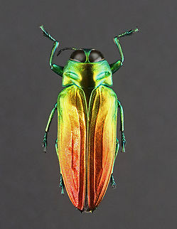Tricolor Metallic Wood-boring Beetle - Belionota sumptuosa I initially shared this beetle in February, but have deleted and reposted.

*pinned specimen

 Belionota sumptuosa,Geotagged,Tricolor Metallic Wood-boring Beetle,United States,Winter,beetle,belionota