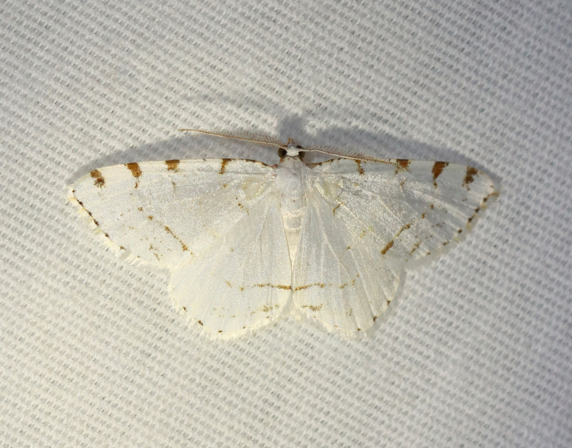 Lesser Maple Spanworm - Speranza pustularia Habitat: Attracted to a 365+395 nm LED lights in a semi-rural area<br />
<br />
2022(27) Geometridae,Geotagged,Lesser maple spanworm,National Moth Week 2022,Speranza,Speranza pustularia,Summer,United States,macaria,macaria pustularia,moth,moth week 2022