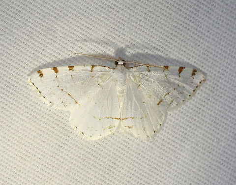 Lesser Maple Spanworm - Speranza pustularia Habitat: Attracted to a 365+395 nm LED lights in a semi-rural area

2022(27) Geometridae,Geotagged,Lesser maple spanworm,National Moth Week 2022,Speranza,Speranza pustularia,Summer,United States,macaria,macaria pustularia,moth,moth week 2022