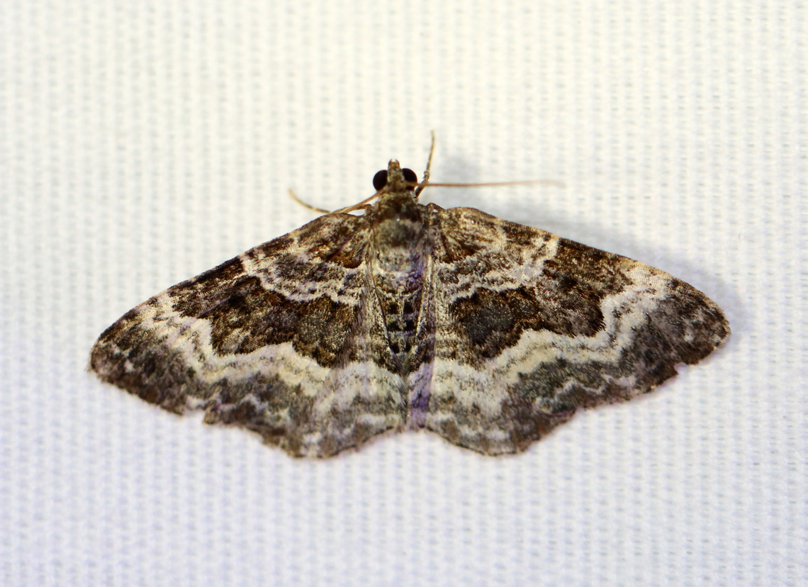 Common Carpet - Epirrhoe alternata Habitat: Attracted to a 365+395 nm LED lights in a semi-rural area<br />
<br />
2022(d) Common Carpet,Epirrhoe alternata,Geotagged,National Moth Week 2022,Summer,United States,epirrhoe,geometridae,moth,moth week 2022,national moth