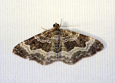 Common Carpet - Epirrhoe alternata Habitat: Attracted to a 365+395 nm LED lights in a semi-rural area

2022(d) Common Carpet,Epirrhoe alternata,Geotagged,National Moth Week 2022,Summer,United States,epirrhoe,geometridae,moth,moth week 2022,national moth