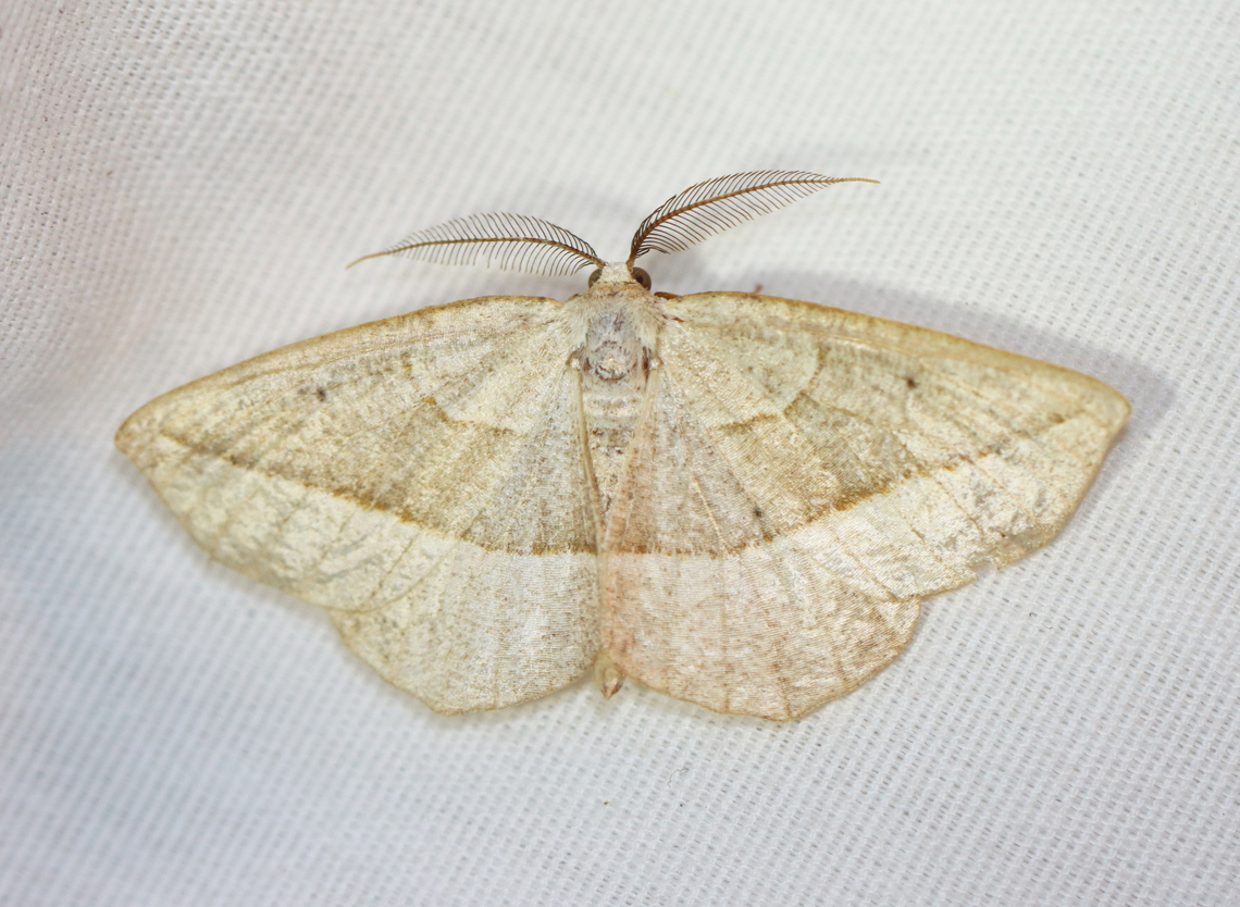 Confused Eusarca - Eusarca confusaria Habitat: Attracted to a 365+395 nm LED lights in a semi-rural area<br />
<br />
2022(28) Confused Eusarca,Eusarca confusaria,Geotagged,National Moth Week 2022,Summer,United States,eusarca,geometridae,moth,moth week 2022