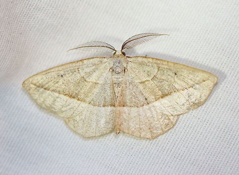 Confused Eusarca - Eusarca confusaria Habitat: Attracted to a 365+395 nm LED lights in a semi-rural area

2022(28) Confused Eusarca,Eusarca confusaria,Geotagged,National Moth Week 2022,Summer,United States,eusarca,geometridae,moth,moth week 2022