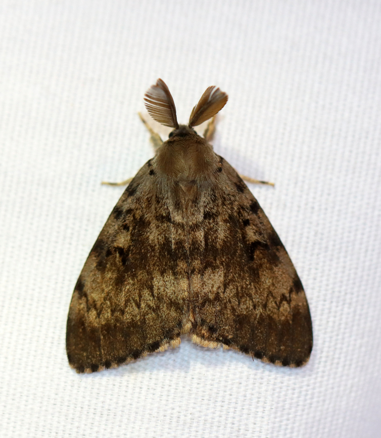 Spongy Moth (Male) - Lymantria dispar Habitat: Attracted to a 365+395 nm LED lights in a semi-rural area<br />
<br />
2022(29) Geotagged,Lymantria dispar,National Moth Week 2022,Spongy Moth,Summer,United States,erebidae,gypsy moth,lymantria,moth,moth week 2022