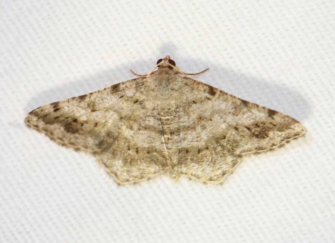 Faint-spotted Angle - Digrammia ocellinata Habitat: Attracted to a 365+395 nm LED lights in a semi-rural area<br />
<br />
2022(30) Digrammia ocellinata,Faint-spotted angle,Geotagged,National Moth Week 2022,Summer,United States,digrammia,geometridae,looper,moth,moth week 2022