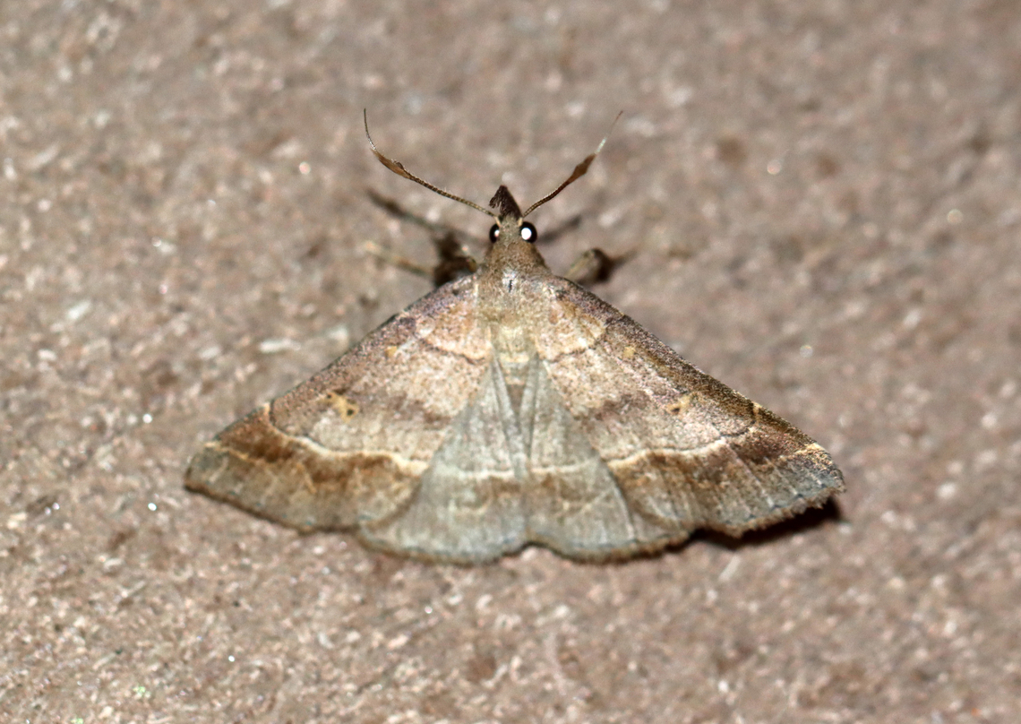 Yellow-dotted Renia - Renia flavipunctalis Habitat: Attracted to a 365+395 nm LED lights in a semi-rural area<br />
<br />
2022(31) Geotagged,National Moth Week 2022,Renia,Renia flavipunctalis,Summer,United States,Yellow-dotted Renia,erebidae,moth,moth week 2022