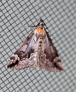 Baltimore Hypena - Hypena baltimoralis Habitat: Attracted to a 365+395 nm LED lights in a semi-rural area

2022(32) Baltimore Hypena,Geotagged,Hypena baltimoralis,National Moth Week 2022,Summer,United States,hypena,moth,moth week 2022,noctuidae