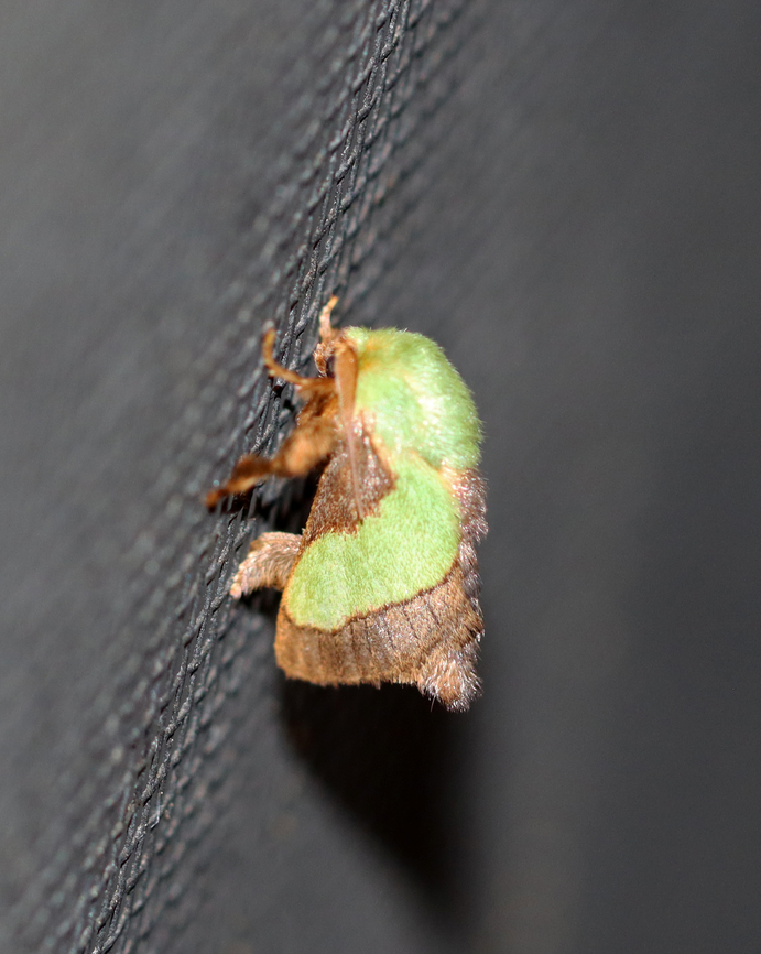 Smaller Parasa Moth - Parasa chloris Habitat: Attracted to a 365+395 nm LED lights in a semi-rural area<br />
<br />
2022(33) Geotagged,Limacodidae,National Moth Week 2022,Parasa chloris,Smaller Parasa Moth,Summer,United States,moth,moth week 2022,parasa