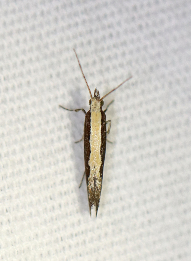 Diamondback moth - Plutella xylostella Habitat: Attracted to a 365+395 nm LED lights in a semi-rural area<br />
<br />
2022(34) Diamondback moth,Geotagged,National Moth Week 2022,Plutella,Plutella xylostella,Summer,United States,moth,moth week 2022,plutellidae