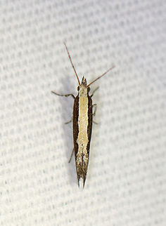 Diamondback moth - Plutella xylostella Habitat: Attracted to a 365+395 nm LED lights in a semi-rural area

2022(34) Diamondback moth,Geotagged,National Moth Week 2022,Plutella,Plutella xylostella,Summer,United States,moth,moth week 2022,plutellidae