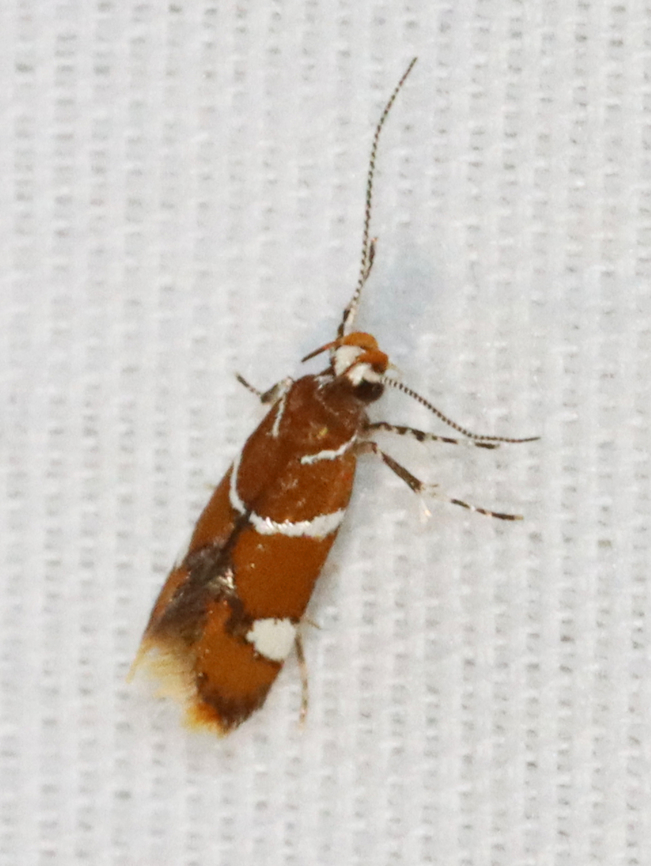 Suzuki's promolactis moth - Promalactis suzukiella Habitat: Attracted to a 365+395 nm LED lights in a semi-rural area<br />
<br />
2022(35) Geotagged,National Moth Week 2022,Oecophoridae,Promalactis,Promalactis suzukiella,Summer,Suzuki's promolactis moth,United States,moth,moth week 2022