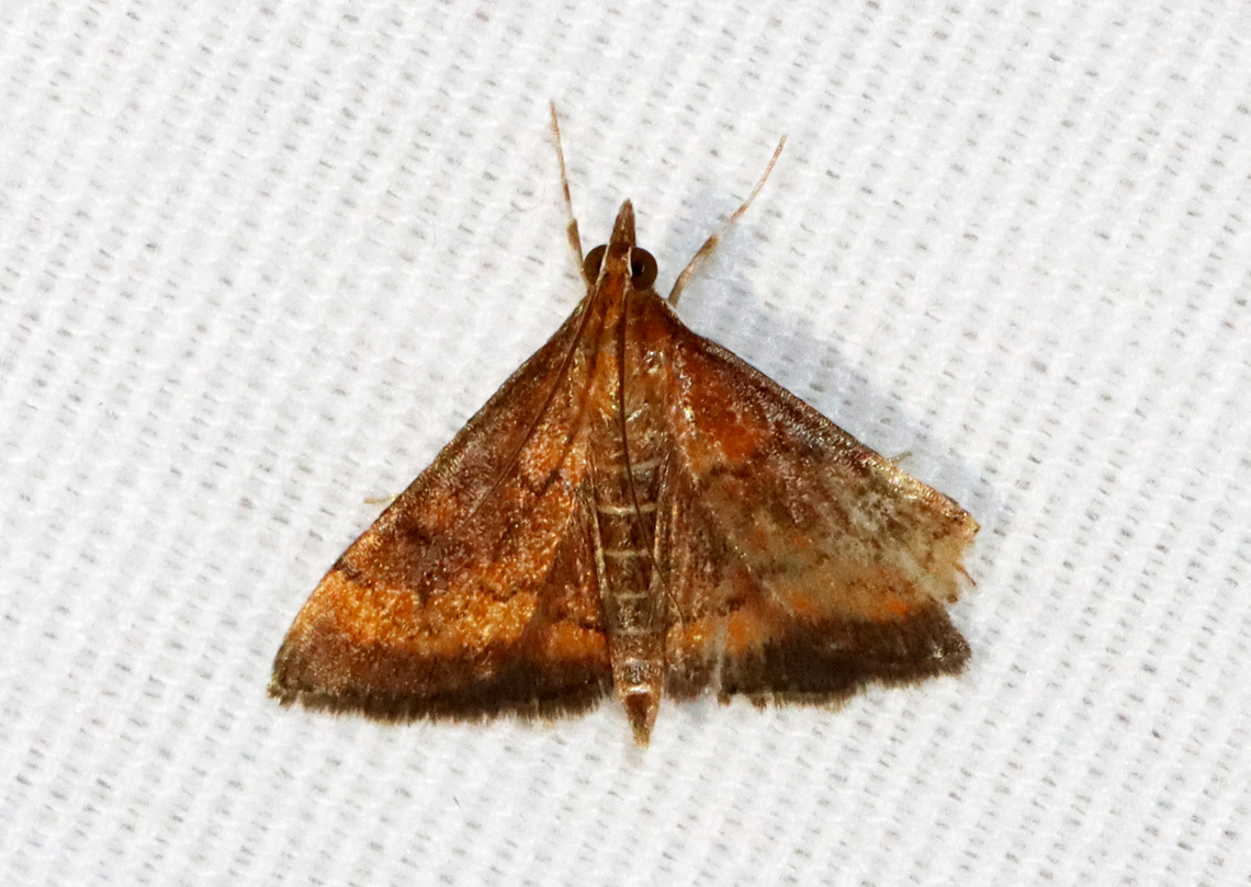 Variable Reddish Pyrausta Moth - Pyrausta rubricalis Habitat: Attracted to a 365+395 nm LED lights in a semi-rural area<br />
<br />
2022(36) Crambidae,Geotagged,National Moth Week 2022,Pyrausta rubricalis,Summer,United States,Variable Reddish Pyrausta Moth,moth,moth week 2022,pyrausta