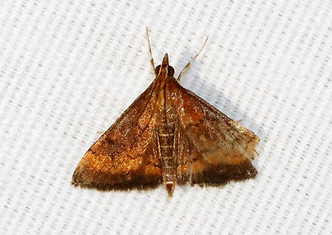 Variable Reddish Pyrausta Moth - Pyrausta rubricalis Habitat: Attracted to a 365+395 nm LED lights in a semi-rural area

2022(36) Crambidae,Geotagged,National Moth Week 2022,Pyrausta rubricalis,Summer,United States,Variable Reddish Pyrausta Moth,moth,moth week 2022,pyrausta