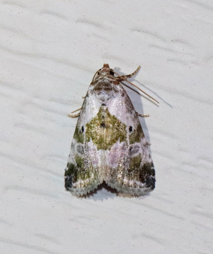 Black-dotted maliattha - Maliattha synochitis Habitat: Attracted to a 365+395 nm LED lights in a semi-rural area<br />
<br />
2022(37) Black-dotted maliattha,Geotagged,Maliattha,Maliattha synochitis,National Moth Week 2022,Summer,United States,moth,moth week 2022,noctuidae