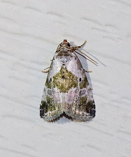 Black-dotted maliattha - Maliattha synochitis Habitat: Attracted to a 365+395 nm LED lights in a semi-rural area

2022(37) Black-dotted maliattha,Geotagged,Maliattha,Maliattha synochitis,National Moth Week 2022,Summer,United States,moth,moth week 2022,noctuidae