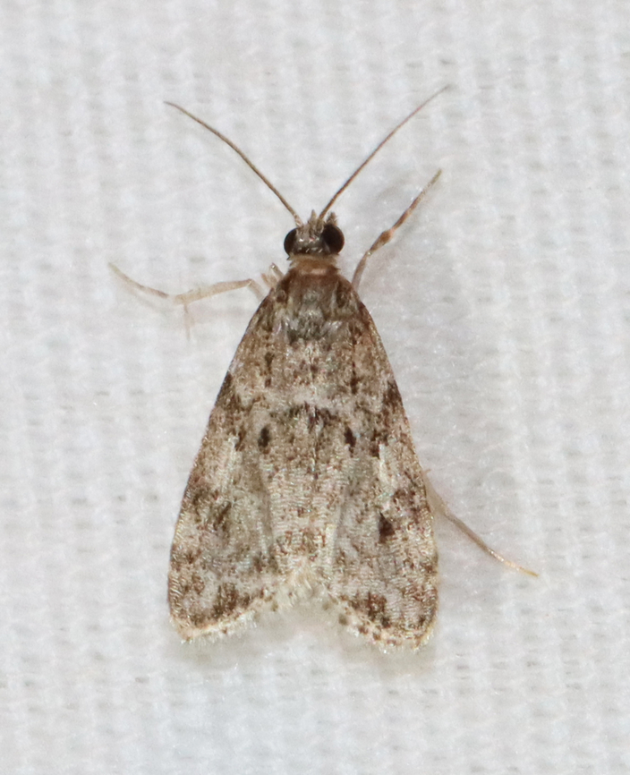 Eudonia heterosalis Habitat: Attracted to a 365+395 nm LED lights in a semi-rural area<br />
<br />
2022(38) Eudonia,Eudonia heterosalis,Geotagged,National Moth Week 2022,Summer,United States,crambidae,moth,moth week 2022