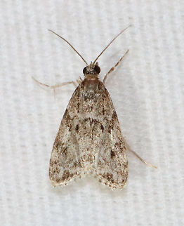 Eudonia heterosalis Habitat: Attracted to a 365+395 nm LED lights in a semi-rural area

2022(38) Eudonia,Eudonia heterosalis,Geotagged,National Moth Week 2022,Summer,United States,crambidae,moth,moth week 2022