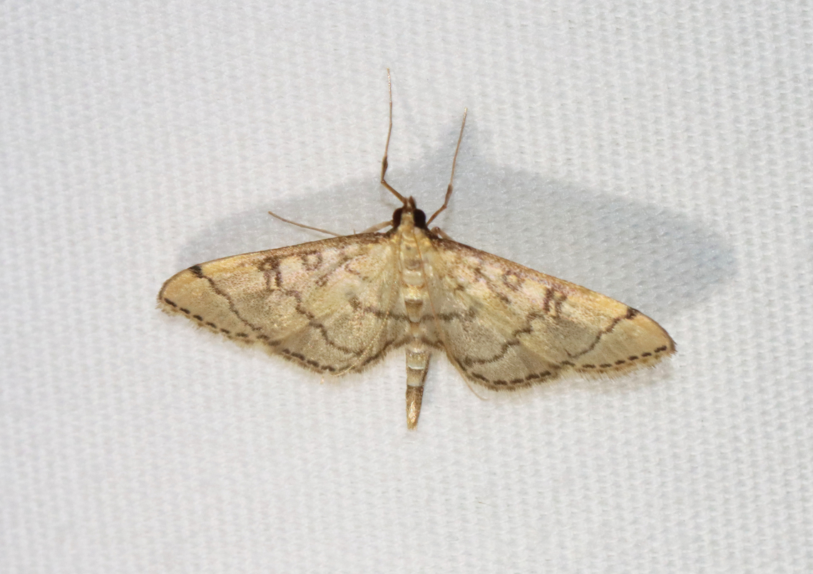 Hollow-spotted Blepharomastix - Blepharomastix ranalis Habitat: Attracted to a 365+395 nm LED lights in a semi-rural area<br />
<br />
2022(39) Blepharomastix,Blepharomastix ranalis,Geotagged,Hollow-spotted Blepharomastix Moth,National Moth Week 2022,Summer,United States,crambidae,moth,moth week 2022