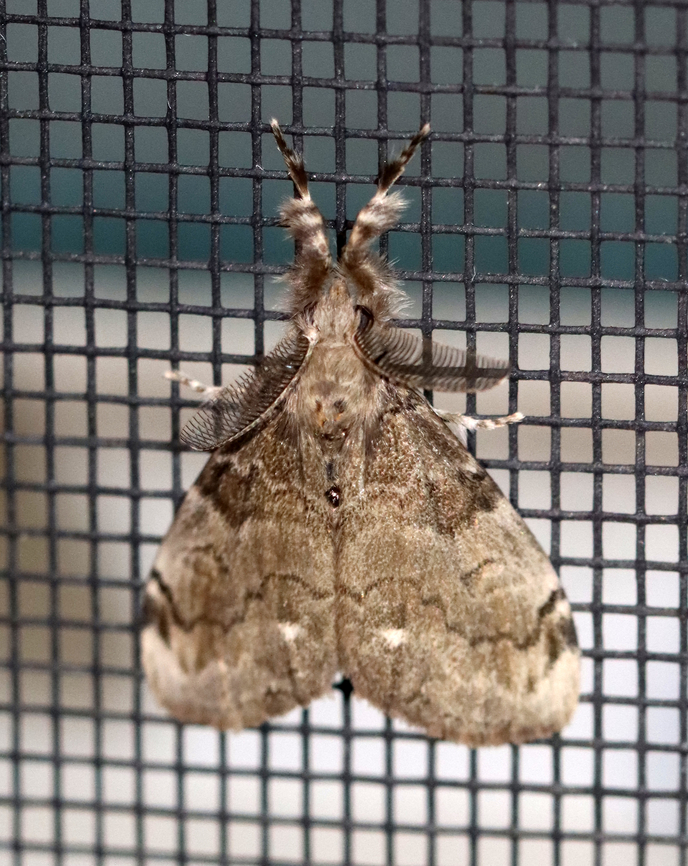White-marked tussock moth - Orgyia leucostigma Habitat: Attracted to a 365+395 nm LED lights in a semi-rural area<br />
<br />
2022(40) Geotagged,National Moth Week 2022,Orgyia,Orgyia leucostigma,Summer,United States,White-marked tussock moth,moth,moth week 2022