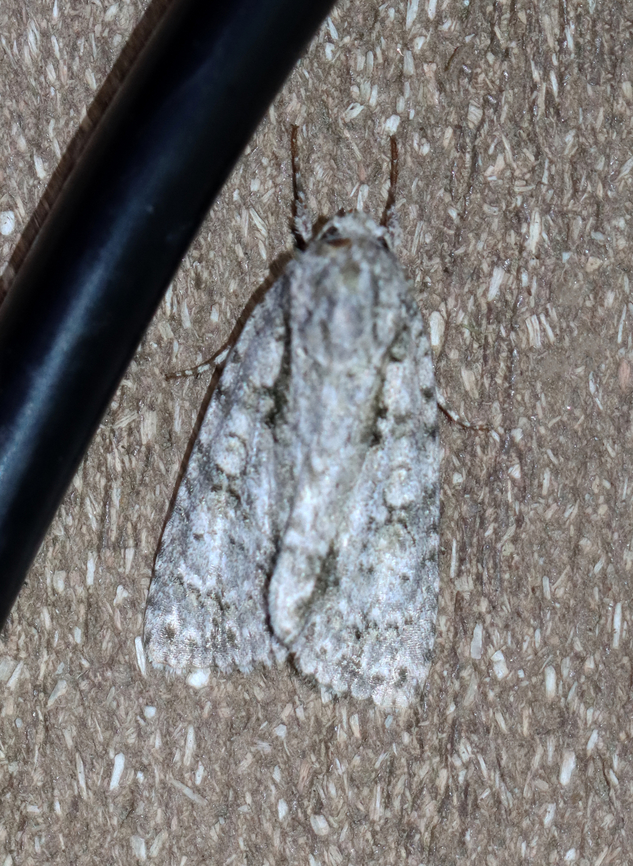 Clear Dagger Moth - Acronicta clarescens Habitat: Attracted to a 365+395 nm LED lights in a semi-rural area<br />
<br />
2022(41) Acronicta,Acronicta clarescens,Clear Dagger Moth,Geotagged,National Moth Week 2022,Summer,United States,moth,moth week 2022,noctuidae