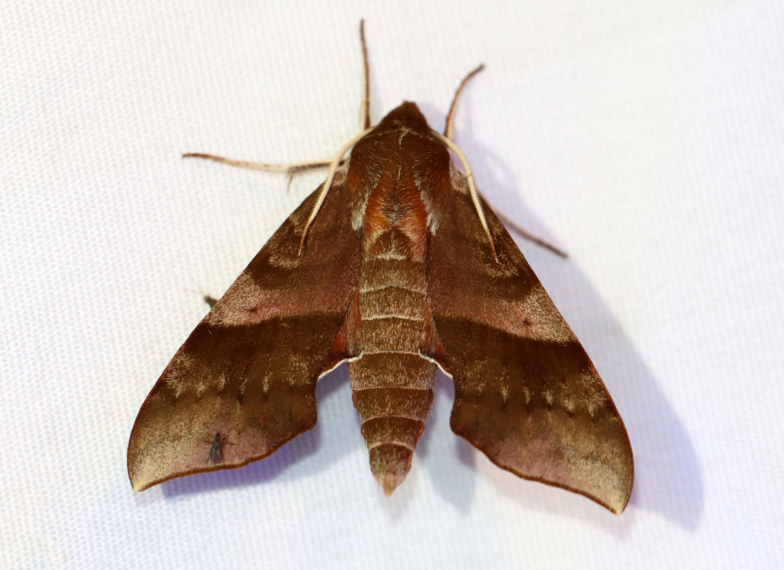 Azalea sphinx - Darapsa choerilus I was happy to see this beauty last night! (And, it&#039;s tiny hitchhiker.)<br />
<br />
Habitat: Attracted to a 365+395 nm LED lights in a semi-rural area<br />
<br />
2022(42) Azalea sphinx,Darapsa,Darapsa choerilus,Geotagged,National Moth Week 2022,Summer,United States,moth,moth week 2022,sphingidae,sphinx