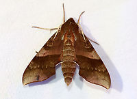 Azalea sphinx - Darapsa choerilus I was happy to see this beauty last night! (And, it's tiny hitchhiker.)<br />
<br />
Habitat: Attracted to a 365+395 nm LED lights in a semi-rural area<br />
<br />
2022(42) Azalea sphinx,Darapsa,Darapsa choerilus,Geotagged,National Moth Week 2022,Summer,United States,moth,moth week 2022,sphingidae,sphinx