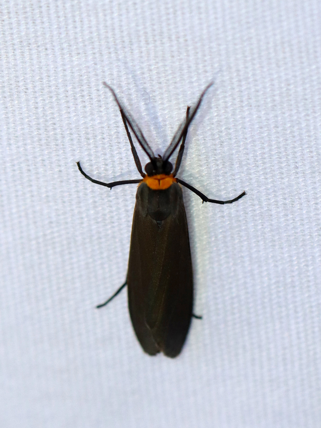 Orange-collared Scape Moth - Cisseps fulvicollis Habitat: Attracted to a 365+395 nm LED lights in a semi-rural area<br />
<br />
2022(43) Arctiidae,Cisseps,Cisseps fulvicollis,Geotagged,National Moth Week 2022,Orange-collared Scape Moth,Summer,United States,moth,moth week 2022