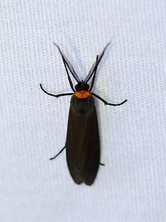 Orange-collared Scape Moth - Cisseps fulvicollis Habitat: Attracted to a 365+395 nm LED lights in a semi-rural area

2022(43) Arctiidae,Cisseps,Cisseps fulvicollis,Geotagged,National Moth Week 2022,Orange-collared Scape Moth,Summer,United States,moth,moth week 2022
