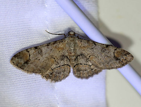 Bent-line Gray - Iridopsis larvaria Habitat: Attracted to a 365+395 nm LED lights in a semi-rural area

2022(44) Bent-line gray,Geotagged,Iridopsis,Iridopsis larvaria,National Moth Week 2022,Summer,United States,geometridae,moth,moth week 2022