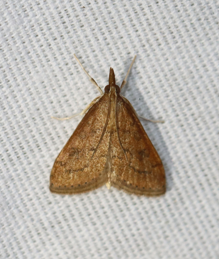 Celery Leaftier - Udea rubigalis Habitat: Attracted to a 365+395 nm LED lights in a semi-rural area<br />
<br />
2022(45) Celery leaftier,Geotagged,National Moth Week 2022,Summer,Udea,Udea rubigalis,United States,crambidae,leaftier,moth,moth week 2022