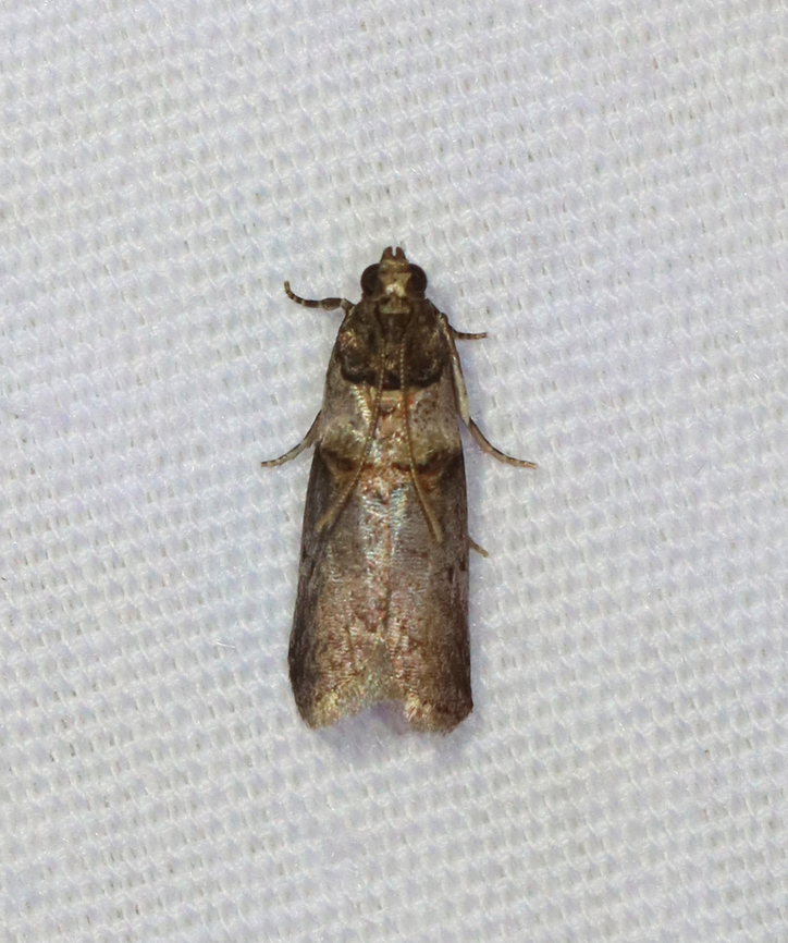 Hickory shoot borer - Acrobasis caryae Habitat: Attracted to a 365+395 nm LED lights in a semi-rural area<br />
<br />
2022(46) Acrobasis,Acrobasis caryae,Geotagged,Hickory shoot borer,National Moth Week 2022,Summer,United States,moth,moth week 2022,pyralidae