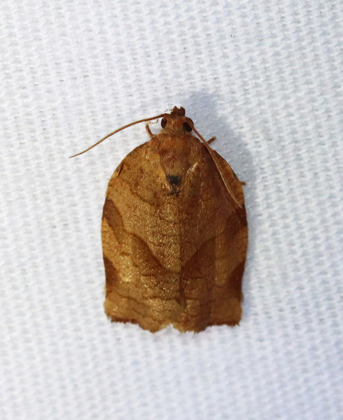 Oblique-banded Leaf Roller - Choristoneura rosaceana Habitat: Attracted to a 365+395 nm LED lights in a semi-rural area<br />
<br />
2022(47) Choristoneura,Choristoneura rosaceana,Geotagged,National Moth Week 2022,Oblique-banded Leaf Roller,Summer,United States,leaf roller,moth,moth week 2022,tortricidae
