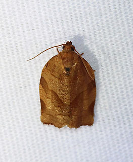 Oblique-banded Leaf Roller - Choristoneura rosaceana Habitat: Attracted to a 365+395 nm LED lights in a semi-rural area

2022(47) Choristoneura,Choristoneura rosaceana,Geotagged,National Moth Week 2022,Oblique-banded Leaf Roller,Summer,United States,leaf roller,moth,moth week 2022,tortricidae