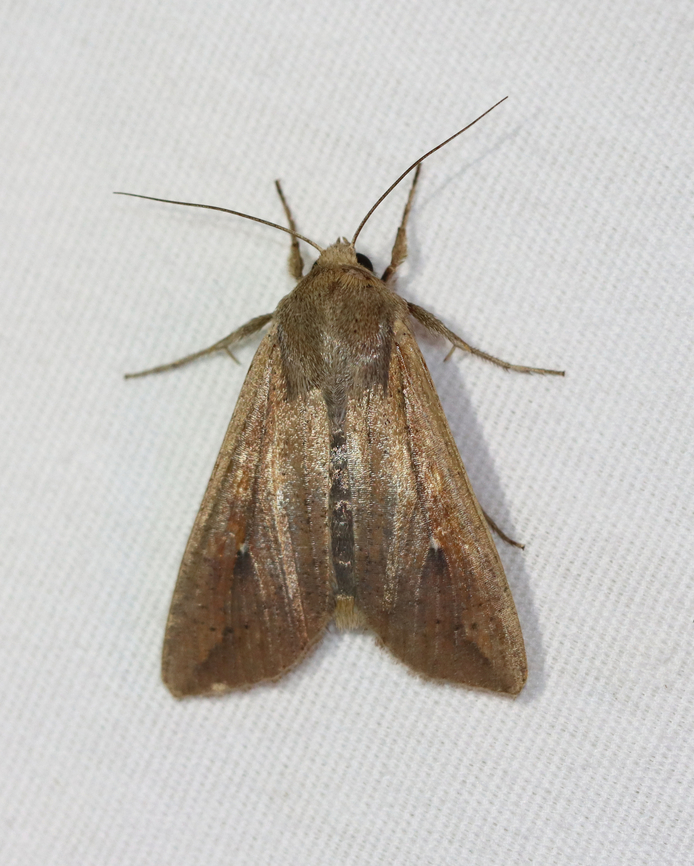 Armyworm Moth - Mythimna unipuncta Habitat: Attracted to a 365+395 nm LED lights in a semi-rural area<br />
<br />
2022(48) Geotagged,Mythimna,Mythimna unipuncta,National Moth Week 2022,Summer,United States,White-speck,moth,moth week 2022,noctuidae