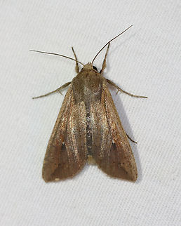Armyworm Moth - Mythimna unipuncta Habitat: Attracted to a 365+395 nm LED lights in a semi-rural area

2022(48) Geotagged,Mythimna,Mythimna unipuncta,National Moth Week 2022,Summer,United States,White-speck,moth,moth week 2022,noctuidae