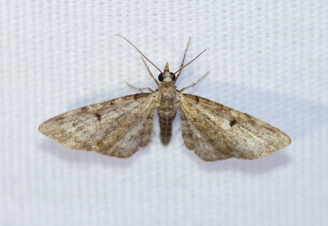 Common Eupithecia - Eupithecia miserulata Habitat: Attracted to a 365+395 nm LED lights in a semi-rural area<br />
<br />
2022(49) Common Eupithecia,Eupithecia,Eupithecia miserulata,Geometridae,Geotagged,National Moth Week 2022,Summer,United States,moth,moth week 2022