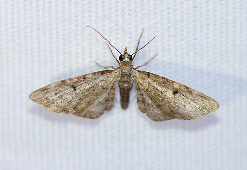 Common Eupithecia - Eupithecia miserulata Habitat: Attracted to a 365+395 nm LED lights in a semi-rural area

2022(49) Common Eupithecia,Eupithecia,Eupithecia miserulata,Geometridae,Geotagged,National Moth Week 2022,Summer,United States,moth,moth week 2022