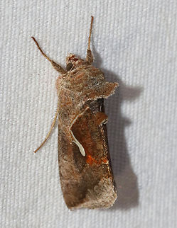 Celery Looper - Anagrapha falcifera Habitat: Attracted to a 365+395 nm LED lights in a semi-rural area

2022(50)
https://www.jungledragon.com/image/138495/m1.html Anagrapha,Anagrapha falcifera,Celery looper,Geotagged,National Moth Week 2022,Noctuidae,Summer,United States,looper,moth,moth week 2022
